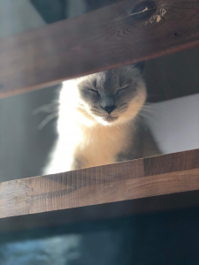 Cila