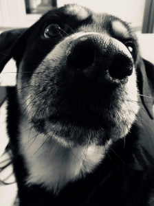 Mázli