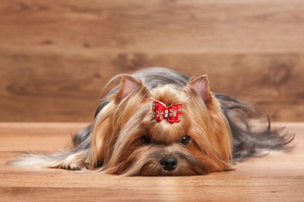 yorkshire terrier 8